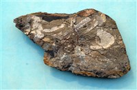 藏品(植物化石)的圖片